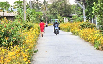 Con đường hoa sao nhái dài 1 km ở TP.HCM rực rỡ như tranh