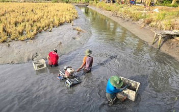 Cà Mau chuyển đổi 88 ha đất lúa sang cây trồng và nuôi thủy sản