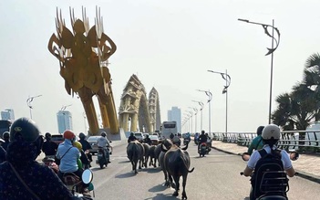 Bất ngờ đàn trâu băng qua cầu Rồng, 'dạo phố' giữa trung tâm Đà Nẵng
