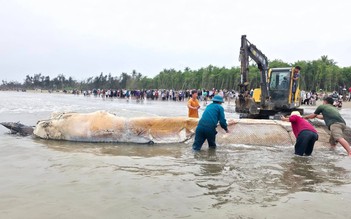 Xác cá voi nặng gần 5 tấn trôi dạt vào bãi biển Nghệ An