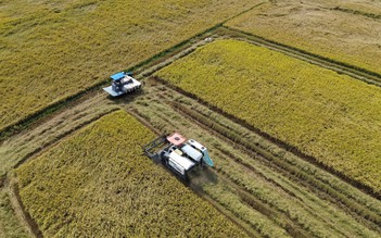 Giá lúa ở Đồng Tháp giảm mạnh