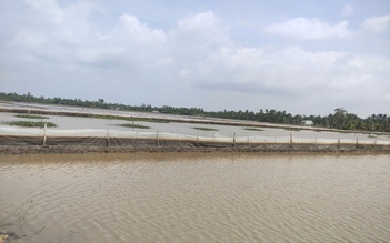 Cần Thơ: Phát hiện 2 hộ dân nuôi ốc bươu vàng trên hàng ngàn mét vuông