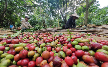 Giá cà phê có lấy lại mốc 100.000 đồng/kg?
