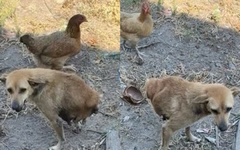 Chỉ còn 2 chân, chú chó vẫn chạy nhảy, được chăm sóc suốt 6 năm