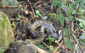 Thả hàng loạt động vật hoang dã về rừng Phong Nha - Kẻ Bàng