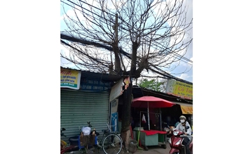 Những cây xanh chết khô trên phố