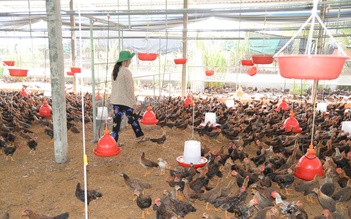 Giá gà thịt lao dốc, người chăn nuôi tại Đồng Tháp 'gồng lỗ'