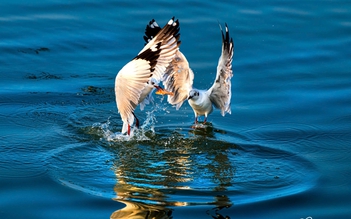 Chim hải âu xuất hiện dày đặc, sà xuống săn cá ở cửa biển Rạch Giá