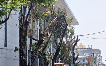 Cây xanh bị cắt trụi giữa nắng nóng ở Đà Nẵng: Chủ đầu tư lên tiếng