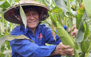 Vườn bắp lạ ở ngoại ô TP.HCM: Khách tự tay bẻ bắp mang về