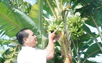 Chuối trổ 2 buồng trên một thân ở Cà Mau, nhiều người hiếu kỳ kéo đến xem