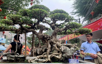 Thú chơi cây cảnh 'hái' ra tiền tỉ ở làng Triều Khúc