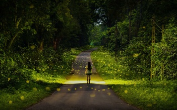 Mùa bướm, đom đóm ở rừng Cúc Phương đến sớm: Tín hiệu gì từ rừng già?