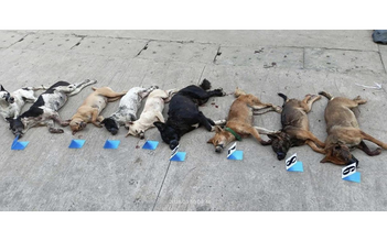 Bị truy đuổi, nghi phạm trộm chó vứt cả xe máy và tang vật để tẩu thoát