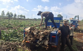 Cao tốc Quy Nhơn - Pleiku 43.700 tỉ: Người dân tự chặt cà phê giao mặt bằng