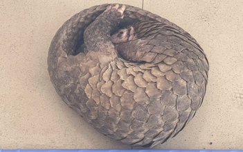 Cần Thơ: Người dân bắt được tê tê trong khu dân cư