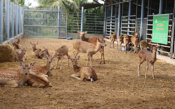 Bán bò chuyển sang nuôi hươu lấy nhung, nông dân miền Tây 'hái lộc' đều tay