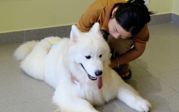 TP.HCM có quán kem độc nhất vô nhị, thiên đường cho người mê cún cưng