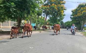 Bò thả rông trên đường