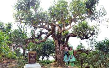 Nỗi niềm trà di sản: Phải sinh lợi, không sinh… bệnh!