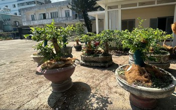 Phạt tiền người giữ 42 cây mai vàng: Người dân phải chứng minh nguồn gốc thế nào?