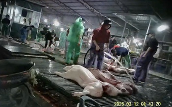 Lăng kính bạn đọc: Xử lý nghiêm hành vi hủy hoại giống nòi