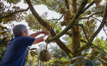 Trung Quốc, thị trường tiêu thụ lớn của Việt Nam