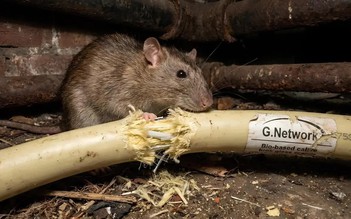 Chuột gặm cáp internet khiến nhà mạng Anh phá sản