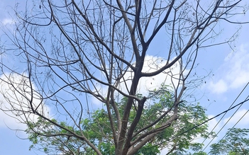 Cây đã chết, nên xử lý sớm