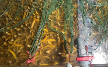 Vụ 4.000 tấn lươn quá lứa ‘kêu cứu’: Bán thì lỗ, nuôi tiếp càng khó