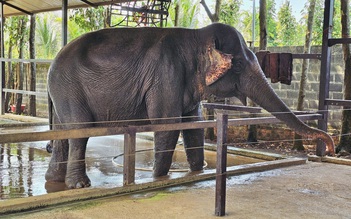 Chuyện về 'tiểu thư' voi Booc Khăm kén ăn, đỏng đảnh ở Buôn Ma Thuột