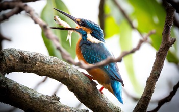 Bắt gặp chim bói cá săn mồi chớp nhoáng giữa Hồ Gươm