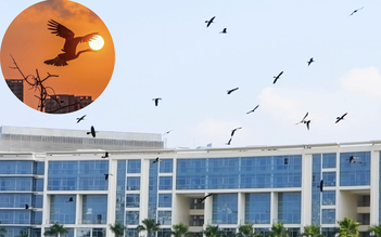Khoảnh khắc bầy chim quý trong Sách đỏ vỗ cánh chao lượn ở 'khu nhà giàu' TP.HCM