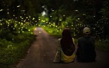 Ngắm đom đóm ban đêm ở rừng Cúc Phương: Hãy đến như một vị khách biết lắng nghe!