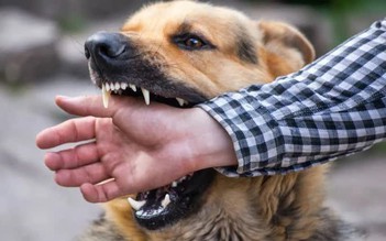 Cẩn thận với vật nuôi