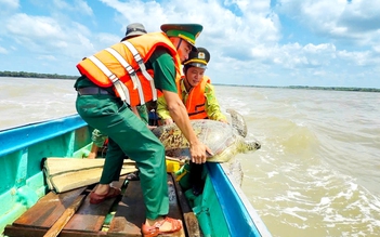 Ngư dân Cà Mau liên tiếp cứu được vích, đồi mồi mắc lưới, thả về biển