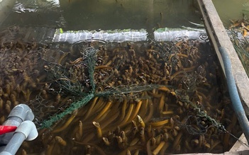 Vụ 4.000 tấn lươn quá lứa 'kêu cứu': Khảo sát nguyện vọng người nuôi trước khi kết nối thu mua