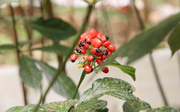 THACO đề xuất đầu tư trồng hàng nghìn ha sâm Ngọc Linh ở vùng cao Đà Nẵng