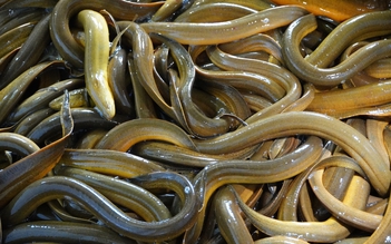 Vụ 4.000 tấn lươn quá lứa ‘kêu cứu’: Quảng bá, bán hàng đa kênh trong lúc tìm đầu ra