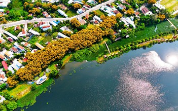 'Sắc sưa Hương Trà – Đà Nẵng 2026': Đánh thức di sản giữa sắc vàng cổ thụ