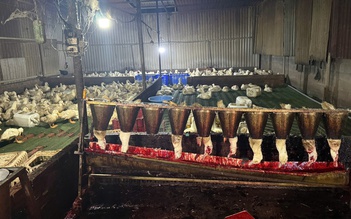 TP.HCM: Đột kích lò giết mổ gia cầm 'siêu bẩn' lúc rạng sáng