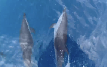 Khoảng 100 con cá heo xuất hiện tại biển Quy Nhơn, ngư dân nói ‘điềm lành’