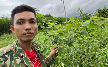 6 năm gây dựng mô hình dược liệu trên đất đồi Quảng Ngãi