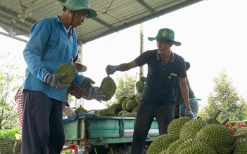 Nguyên nhân sầu riêng rớt giá mạnh