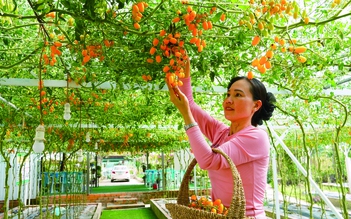 Xã Hồ Thị Kỷ chuyển hướng sản xuất nông nghiệp thích ứng biến đổi khí hậu