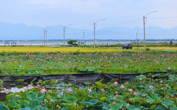Hồ sen trước một ngôi làng ven biển ở Huế đẹp như tranh