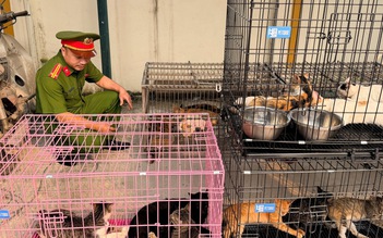 Bắt nhóm trộm mèo ở Hà Nội