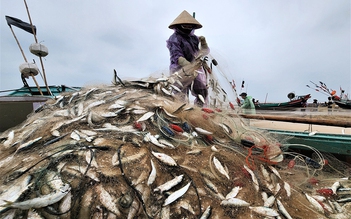 Mùa lộc biển: Săn 'bạc xanh' trên sóng biển