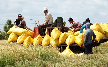 Khách mua gạo lớn nhất của Việt Nam khởi xướng điều tra tự vệ
