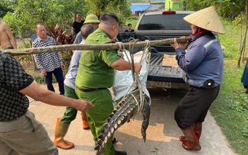 Vây bắt cá sấu 'khủng' gần khu dân cư